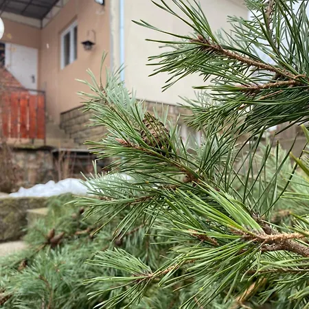 Séjour chez l'habitant Seosko Turisticko Domacinstvo Stanisic Kalna